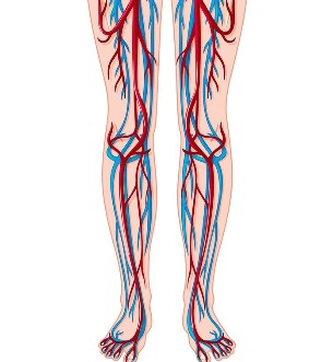 Расположение вен и артерий на ногах